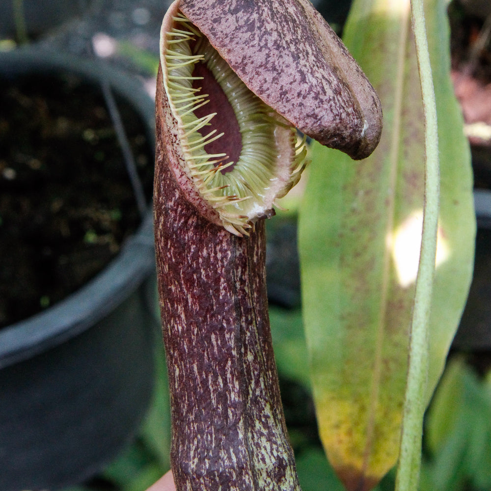 
                      
                        Nepenthes mirabilis var. echinostoma, BE-3372
                      
                    
