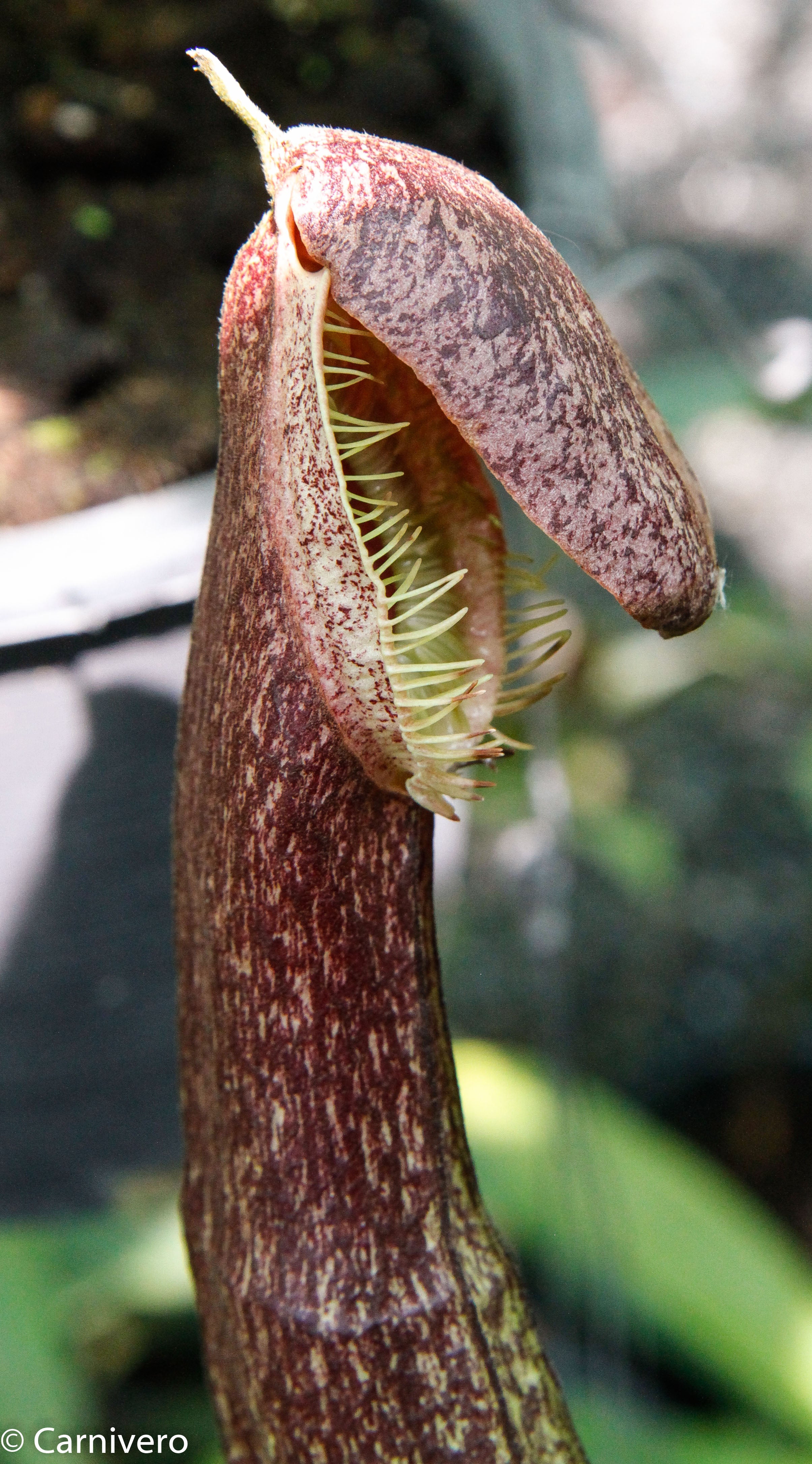 その他観葉植物 N.mirabilis var.echinostoma BE3372 Nepenthes mirabilis var. echinostoma, BE-3372 – Carnivero