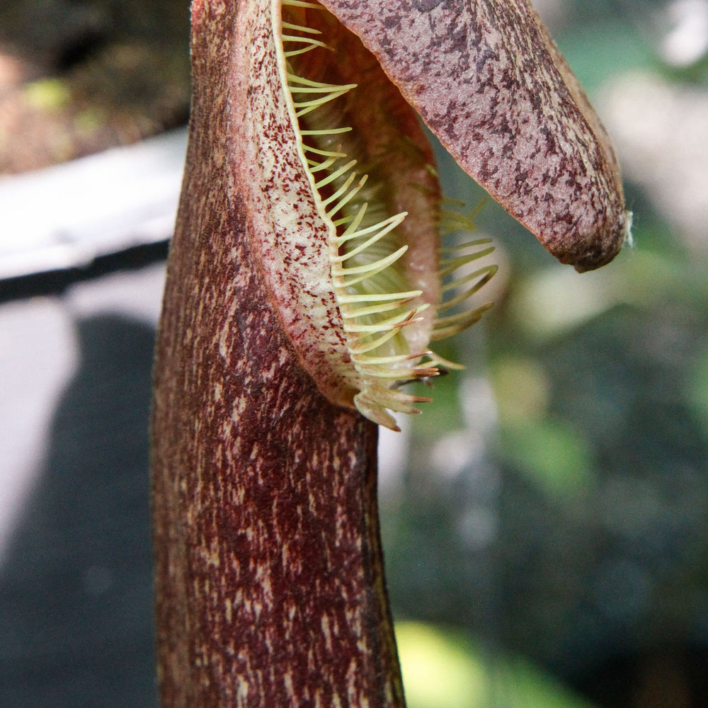 
                      
                        Nepenthes mirabilis var. echinostoma, BE-3372
                      
                    