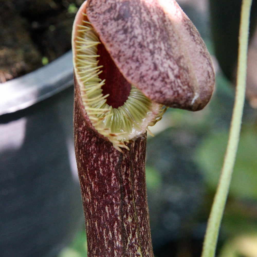 
                      
                        Nepenthes mirabilis var. echinostoma, BE-3372
                      
                    