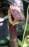Nepenthes mirabilis var. echinostoma, BE-3372