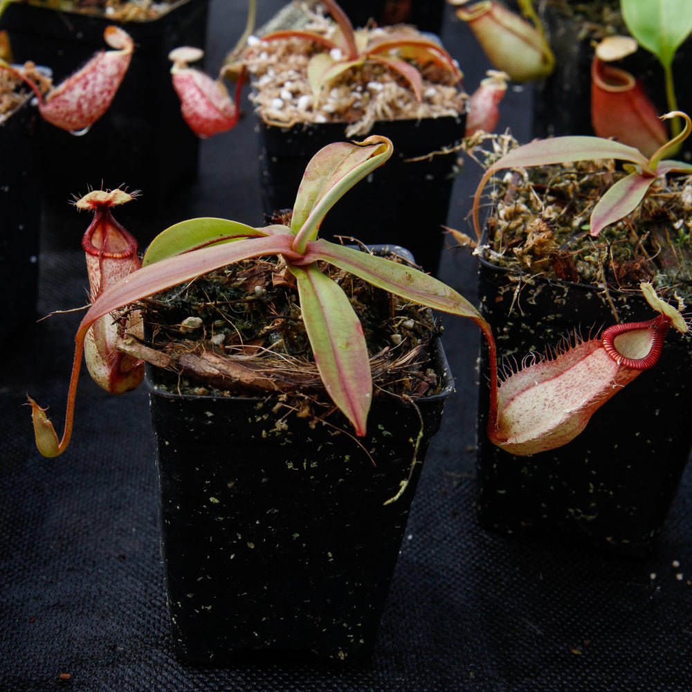 
                      
                        Nepenthes mirabilis var. globosa x hamata
                      
                    