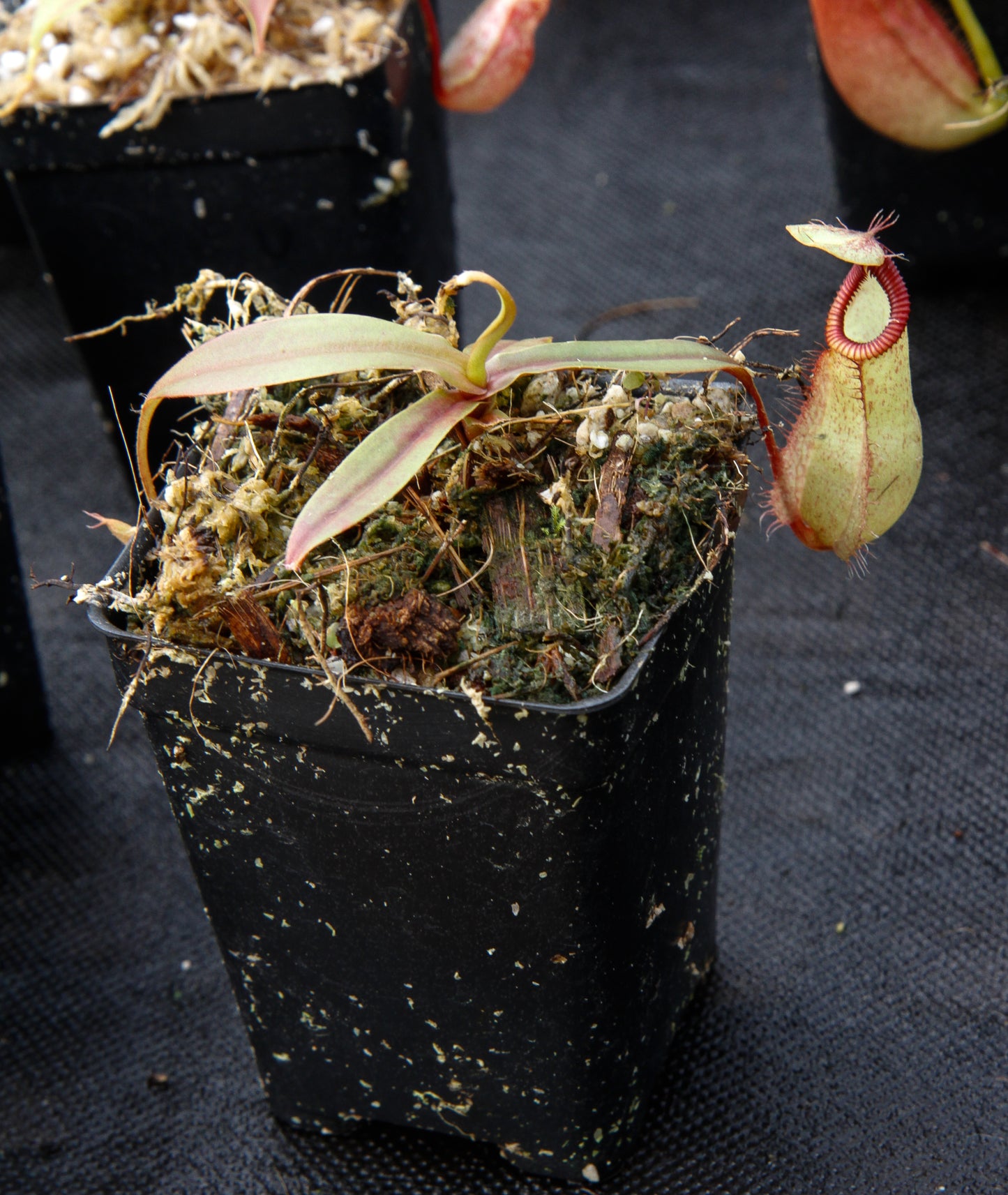 Nepenthes mirabilis var. globosa x hamata