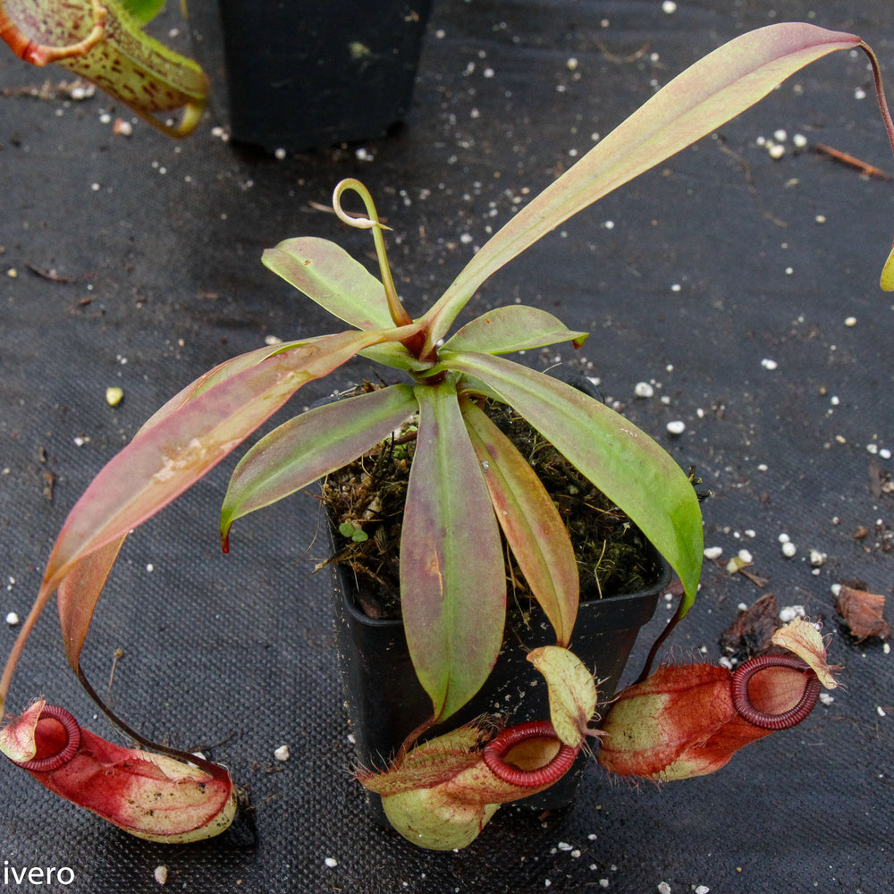 
                      
                        Nepenthes mirabilis var. globosa x hamata
                      
                    