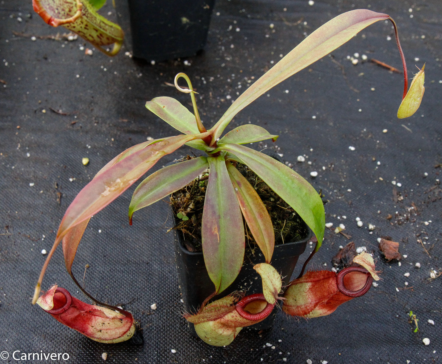 Nepenthes mirabilis var. globosa x hamata