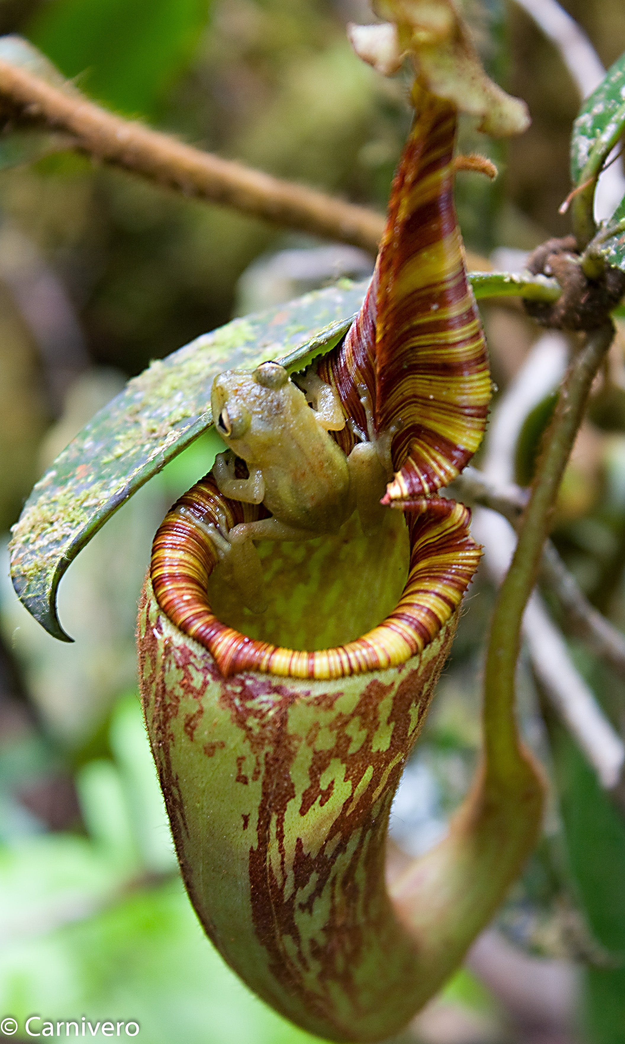 Nepenthes mollis – Carnivero