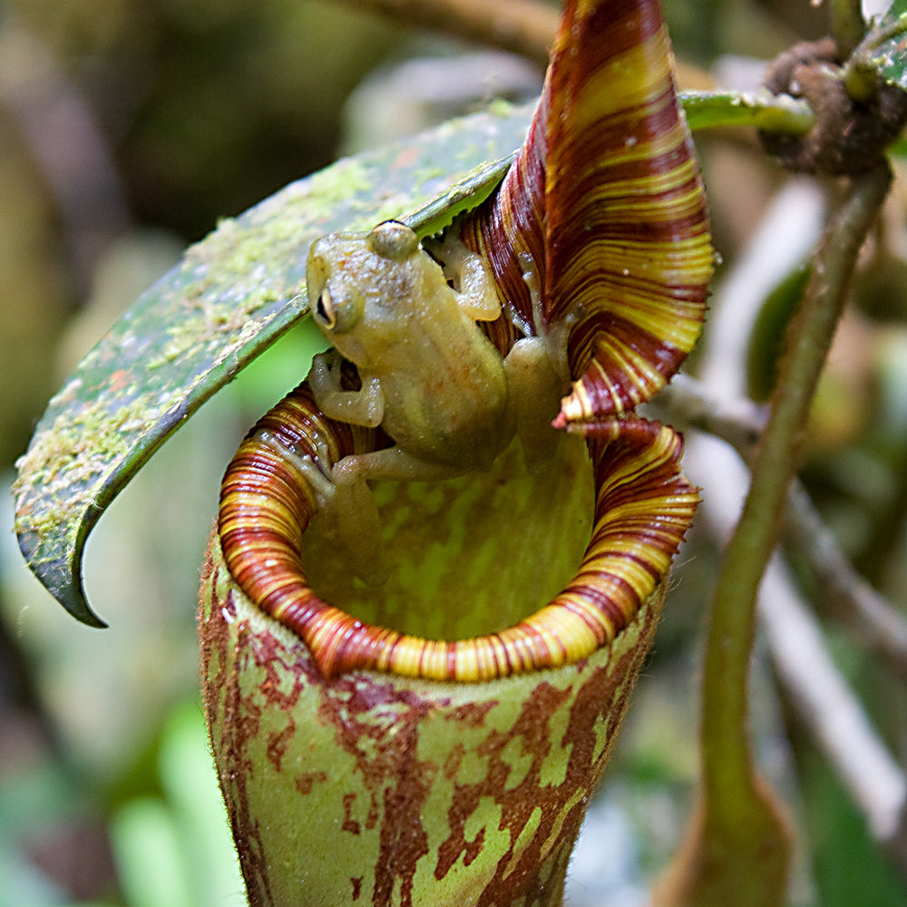 
                      
                        Nepenthes mollis (formerly Nepenthes hurrelliana)
                      
                    