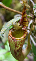 Nepenthes mollis (formerly Nepenthes hurrelliana)