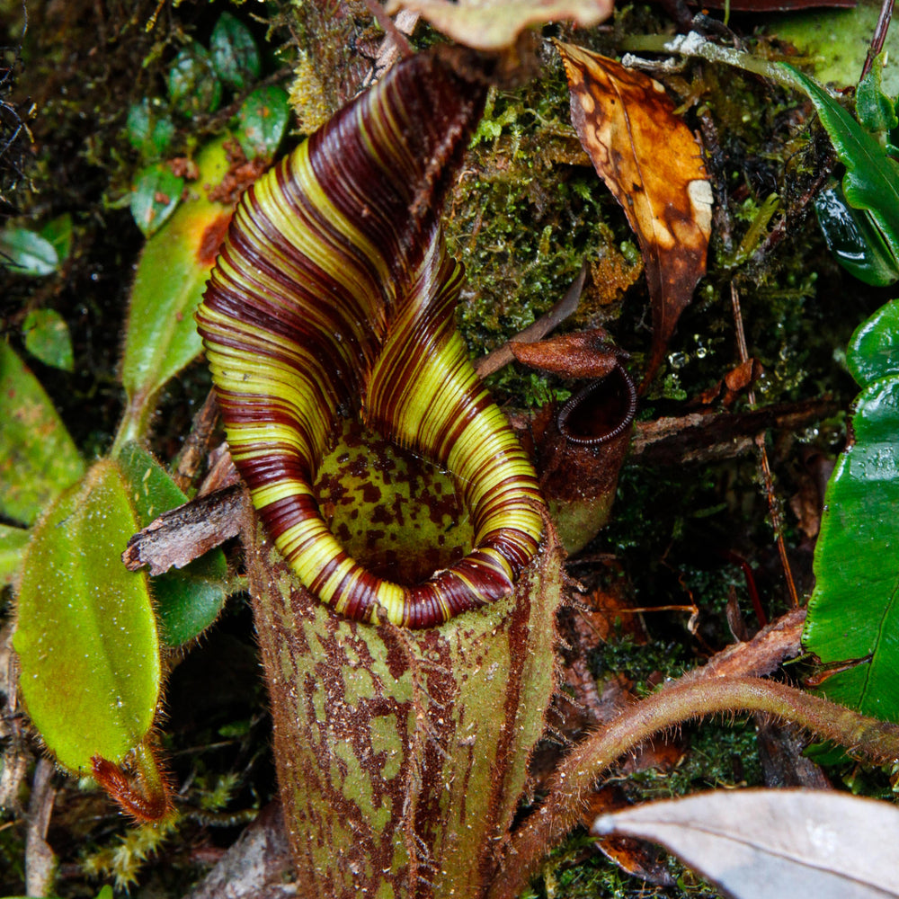 
                      
                        Nepenthes mollis (formerly Nepenthes hurrelliana)
                      
                    