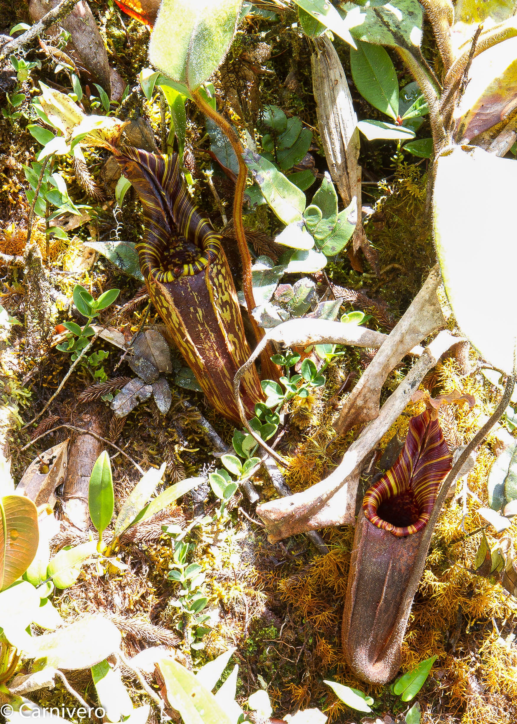 Nepenthes mollis – Carnivero
