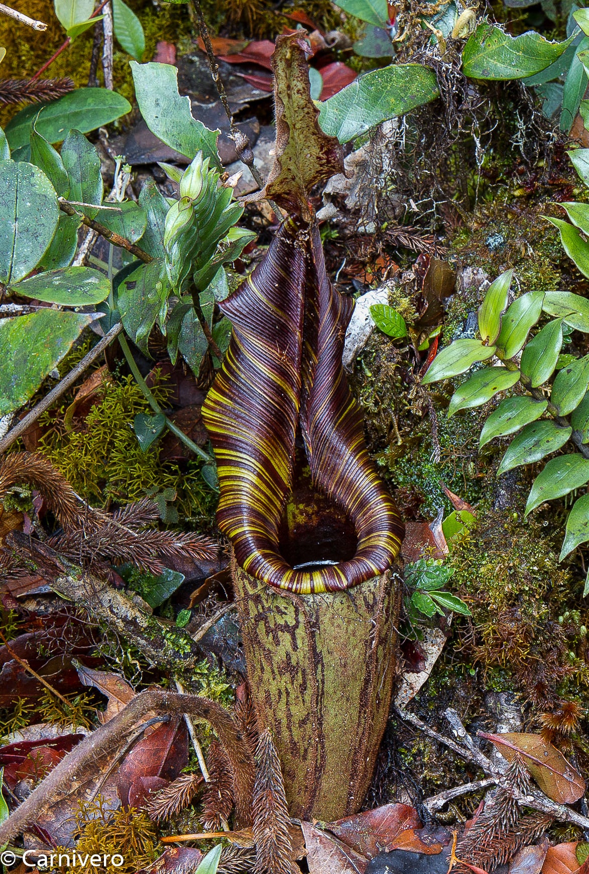 Nepenthes mollis – Carnivero