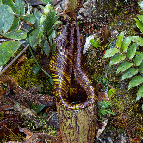 Nepenthes mollis pitcher plant with burgundy striped pitcher amid moss and leaves