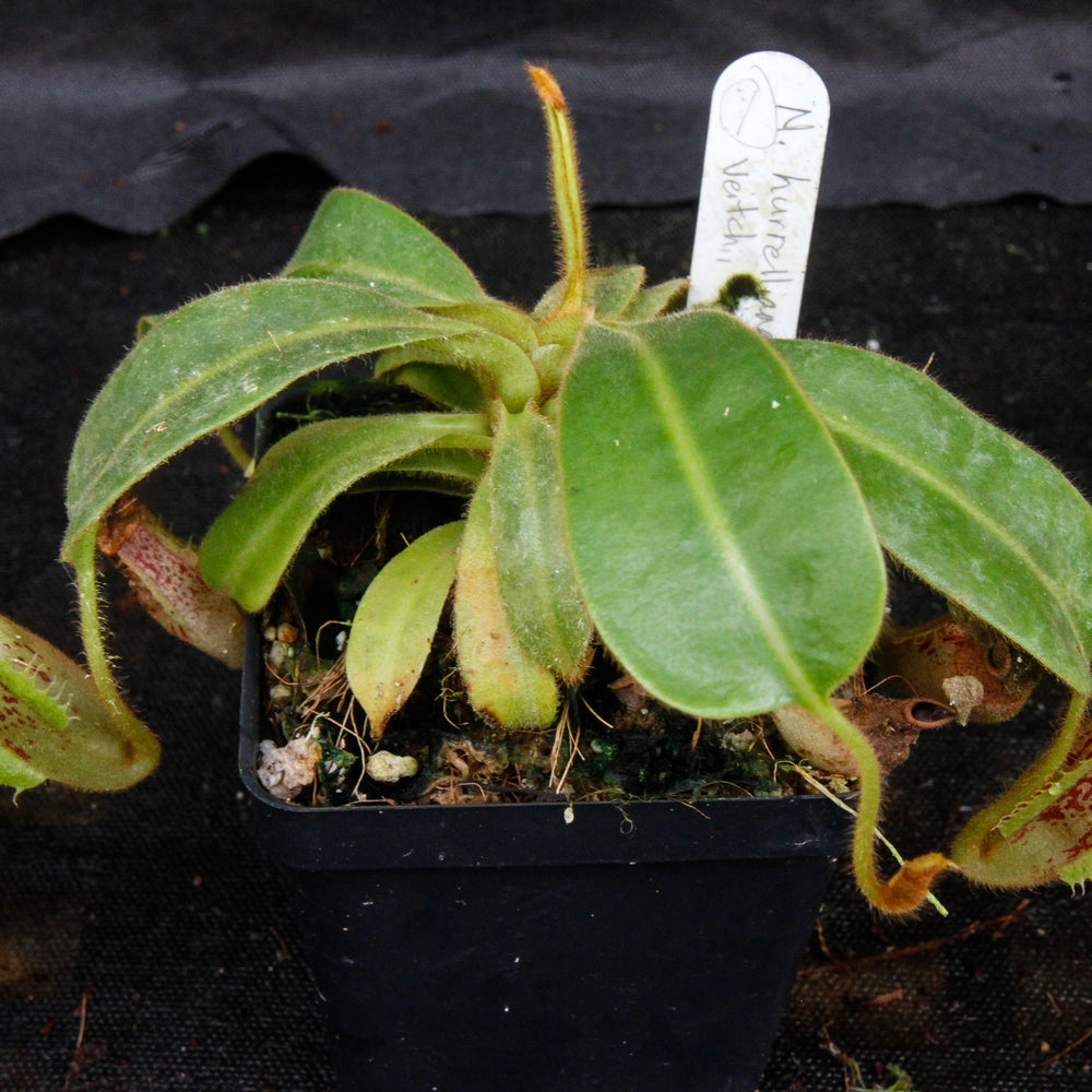
                      
                        Nepenthes mollis x veitchii
                      
                    
