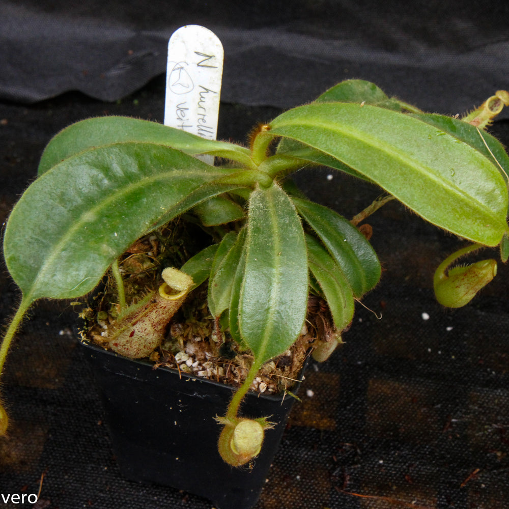 
                      
                        Nepenthes mollis x veitchii
                      
                    