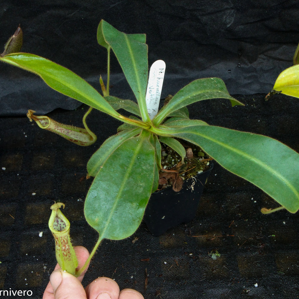 
                      
                        Nepenthes mollis x veitchii
                      
                    