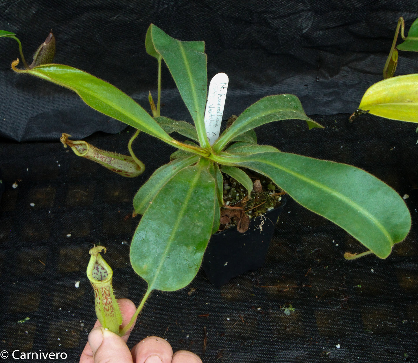 Nepenthes mollis x veitchii