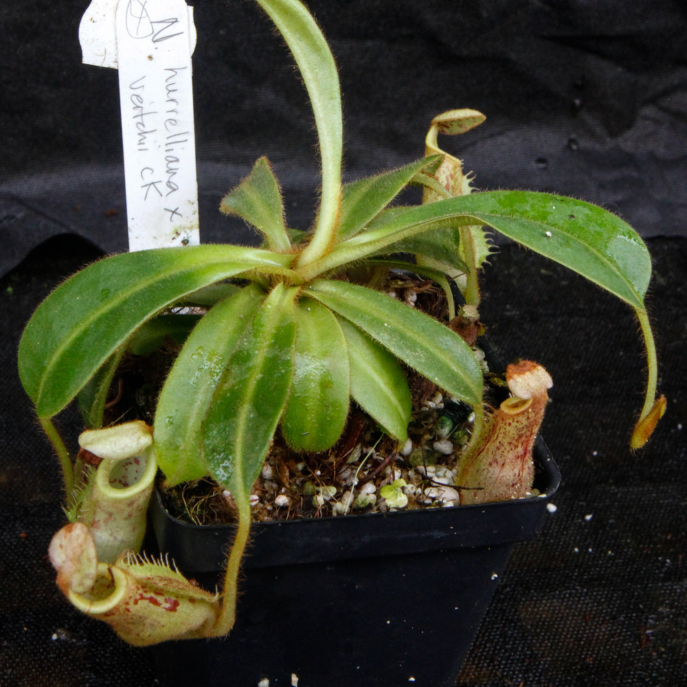 
                      
                        Nepenthes mollis x veitchii
                      
                    