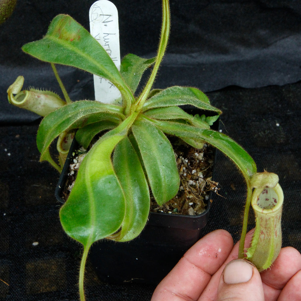 
                      
                        Nepenthes mollis x veitchii
                      
                    
