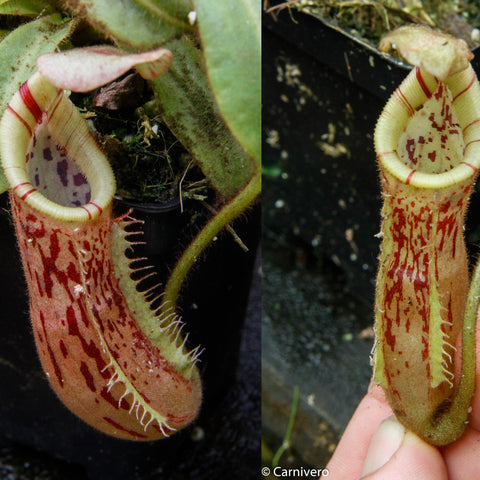 Split image showing Nepenthes mollis x veitchii pitcher with pale yellow rim and red speckled body viewed from two angles.