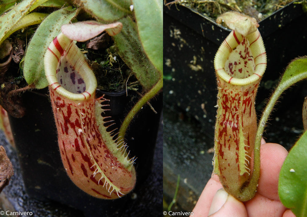 Nepenthes mollis x veitchii