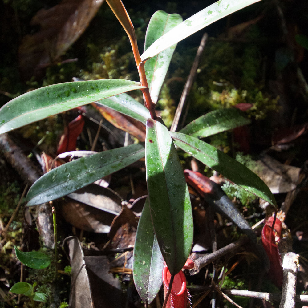 
                      
                        Nepenthes muluensis
                      
                    