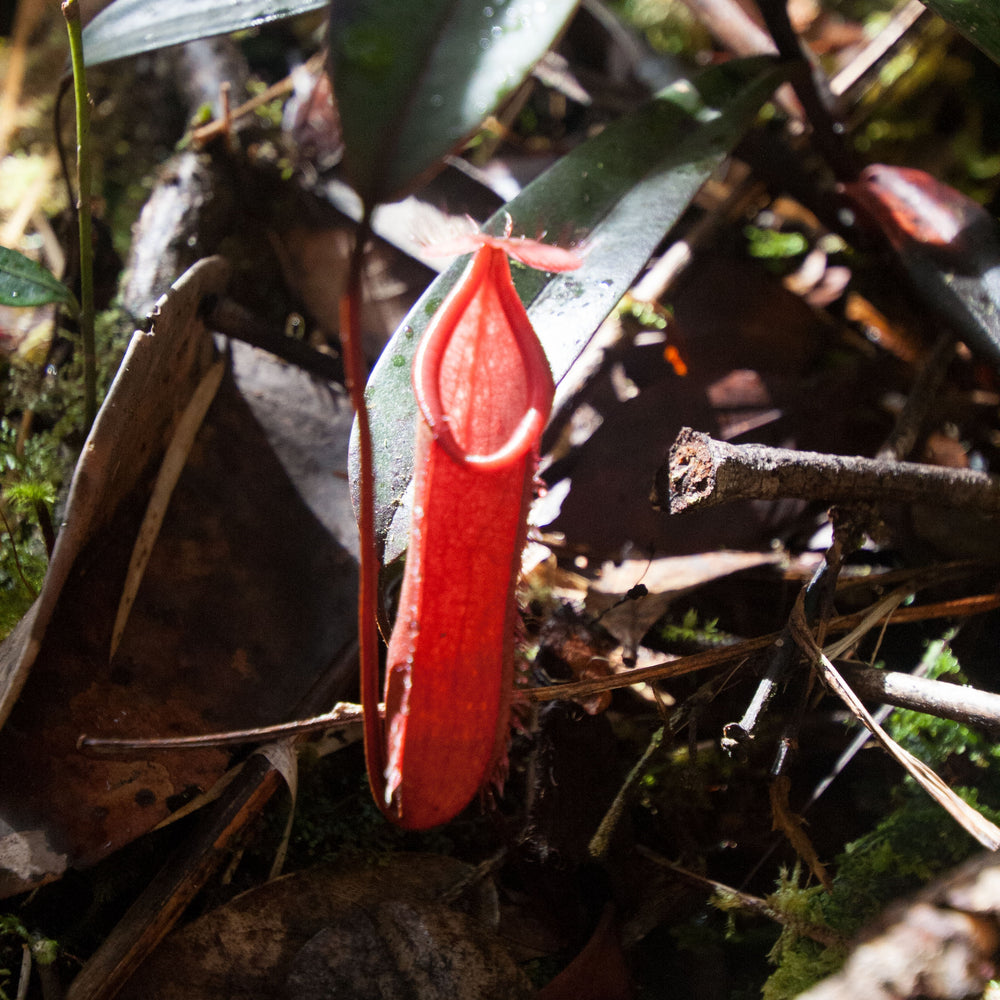
                      
                        Nepenthes muluensis
                      
                    
