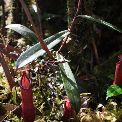Nepenthes muluensis plant with a red pitcher among moss and glossy green leaves.