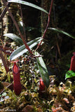 Nepenthes muluensis