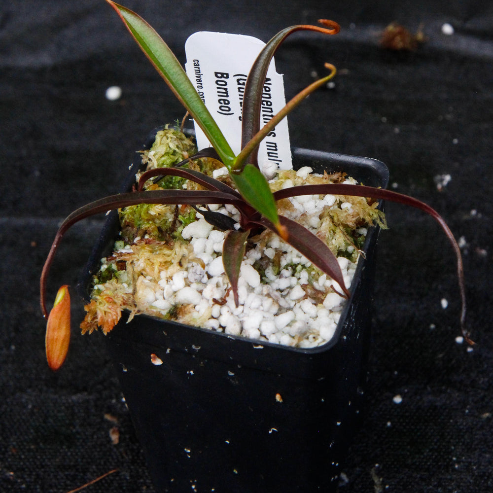 
                      
                        Nepenthes muluensis
                      
                    