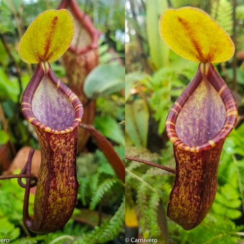 Two side by side views of Nepenthes muluensis x lowii BE-3128 pitcher plant showing yellow lids and maroon mottled pitchers