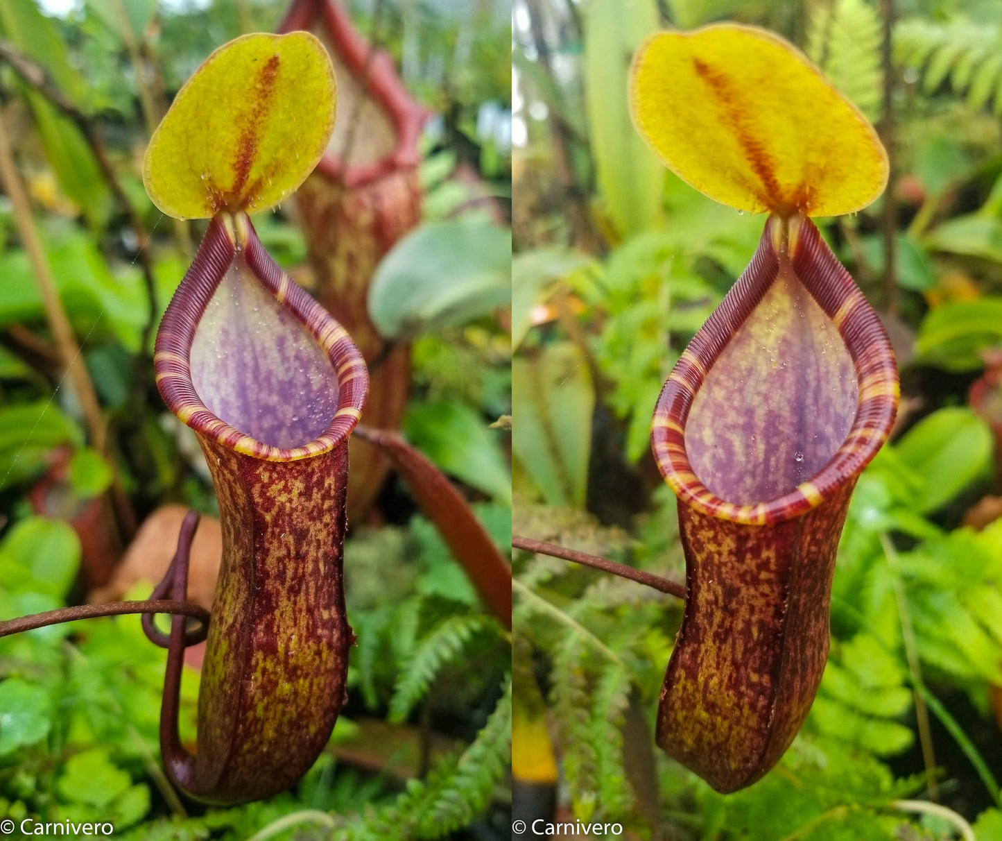 Nepenthes muluensis x lowii, BE-3128