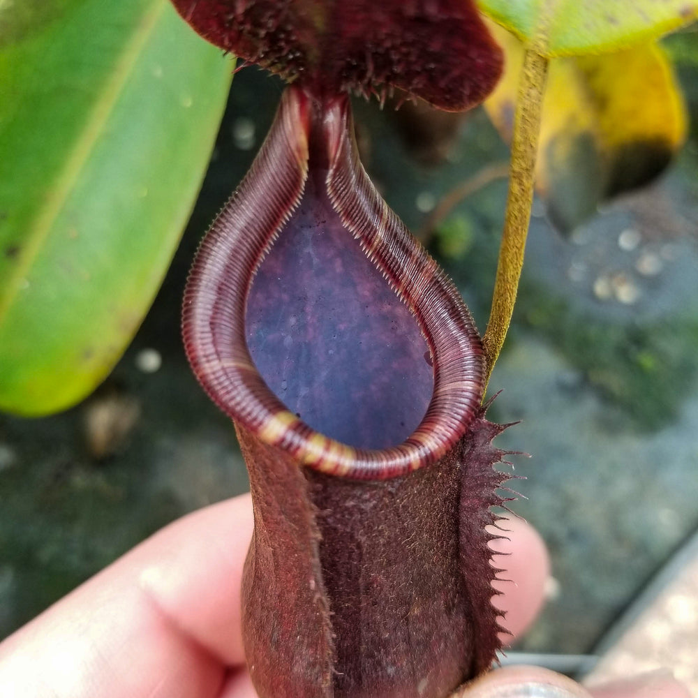 
                      
                        Nepenthes muluensis x lowii, BE-3128
                      
                    