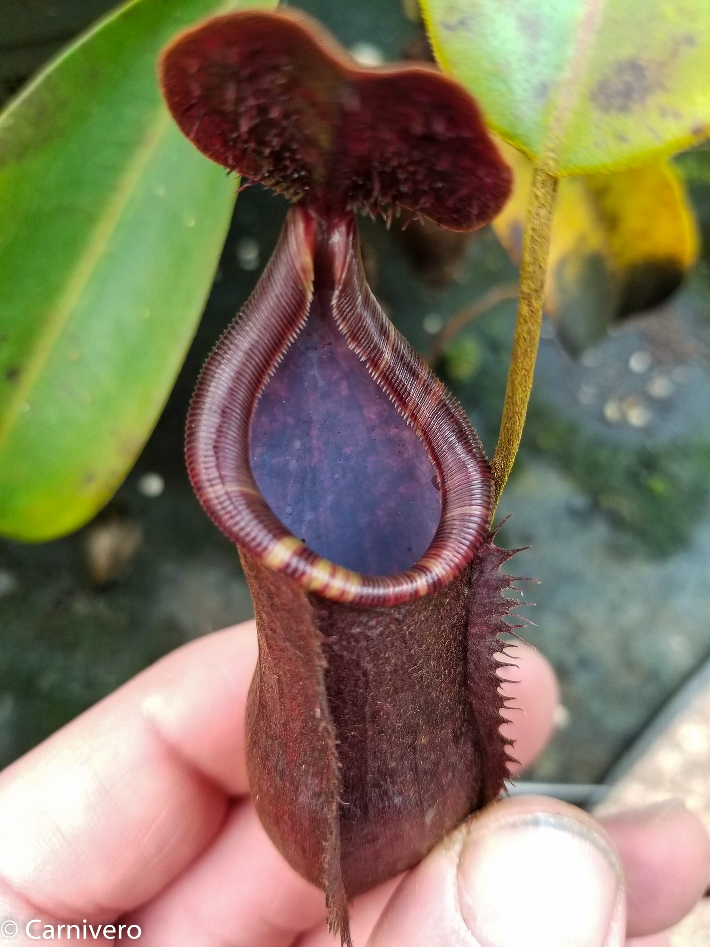 Nepenthes muluensis x lowii, BE-3128