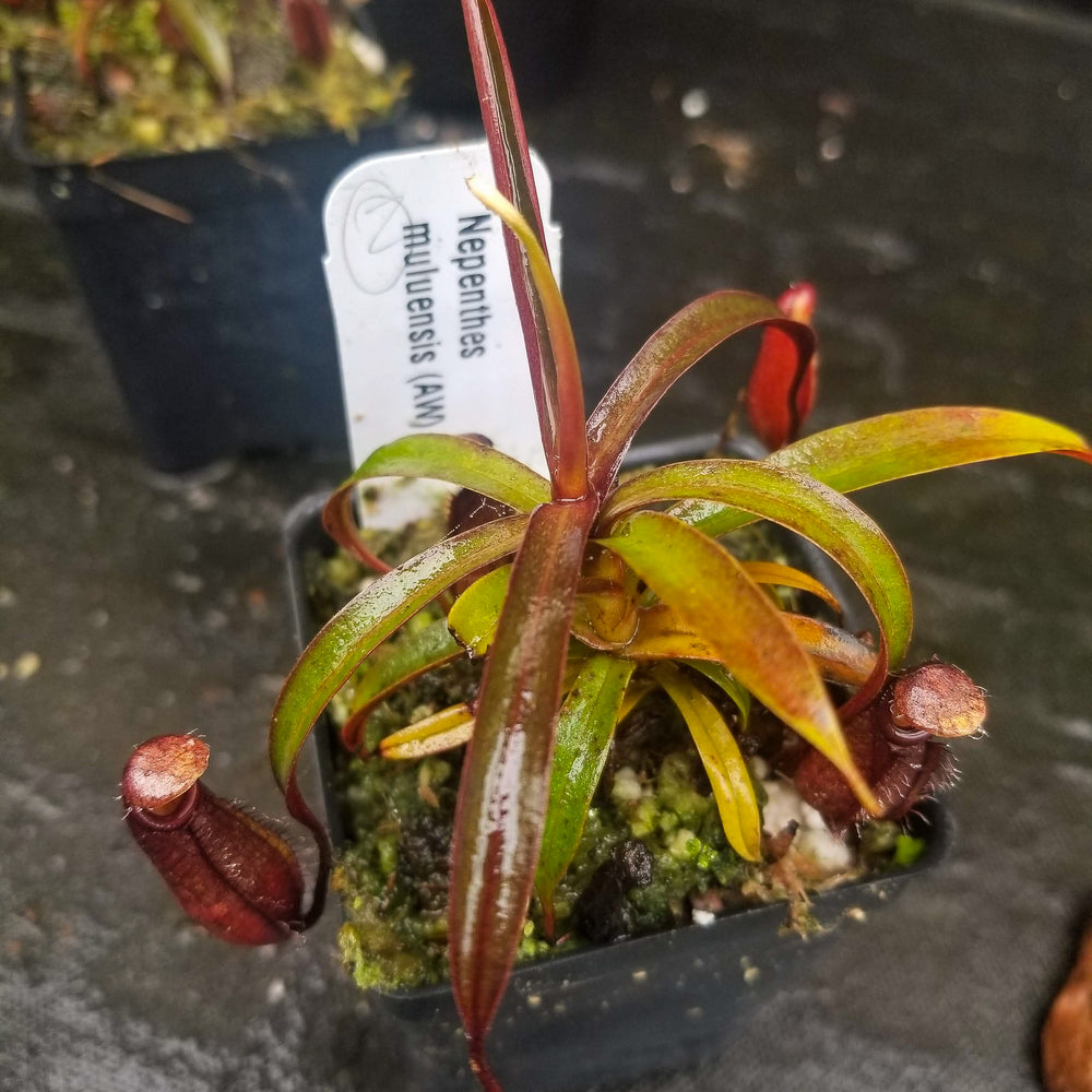 
                      
                        Nepenthes muluensis
                      
                    