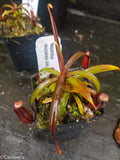 Nepenthes muluensis