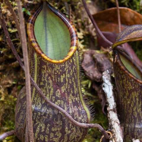 Large Nepenthes murudensis pitcher with green interior and striped brown exterior amid moss