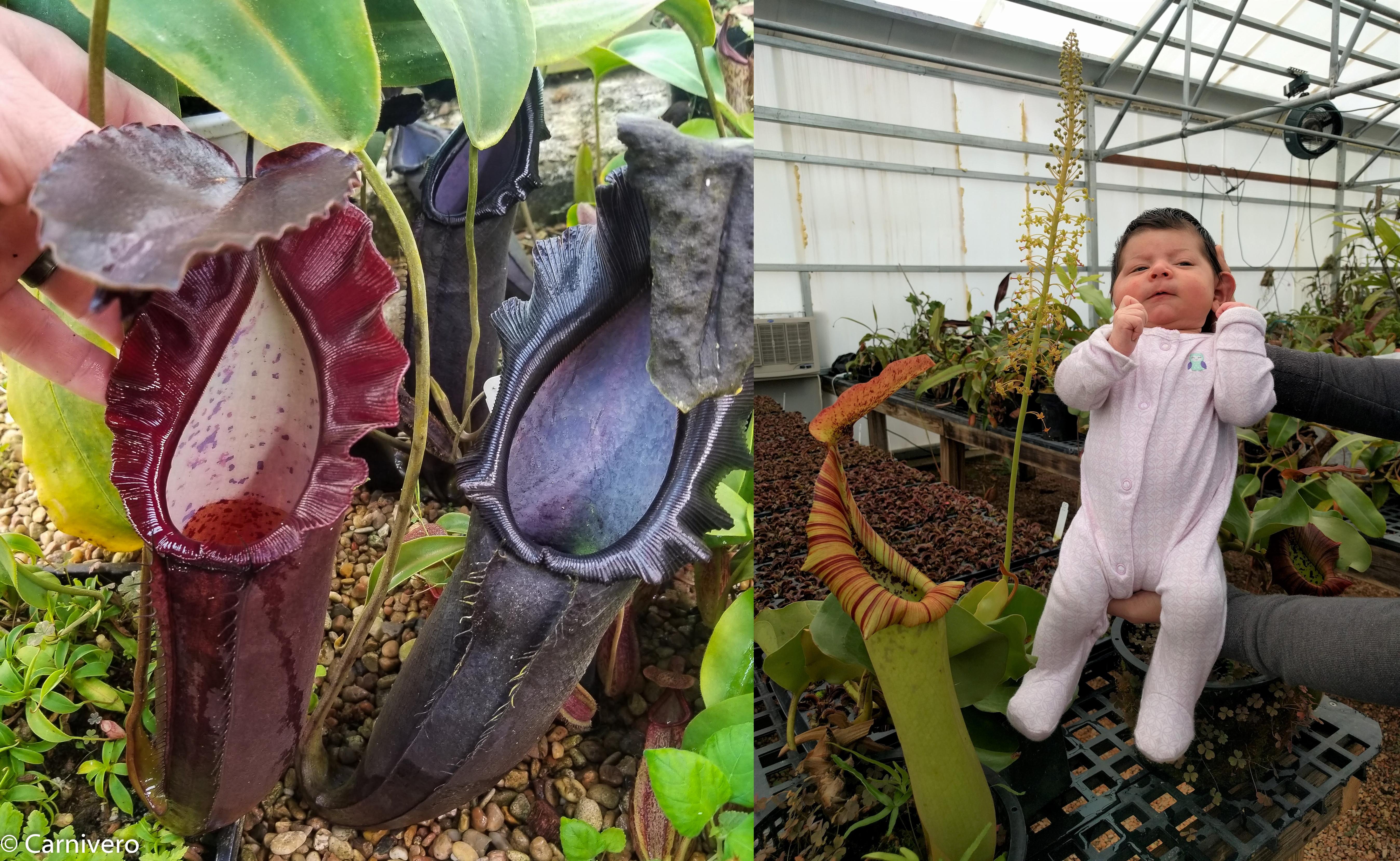 Nepenthes naga x truncata (C), CAR-0178 – Carnivero