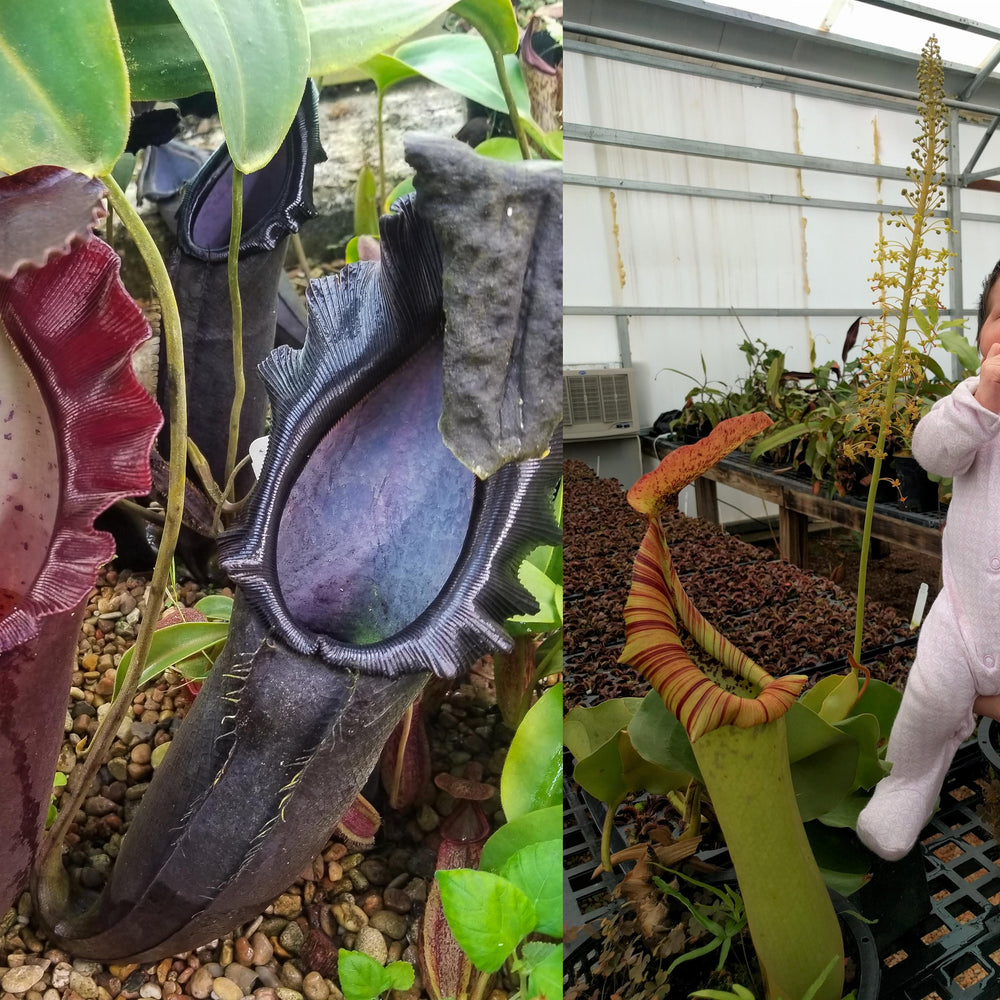 
                      
                        Nepenthes naga x truncata (C), CAR-0178
                      
                    