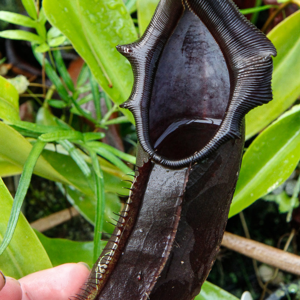 
                      
                        Nepenthes naga Dark
                      
                    