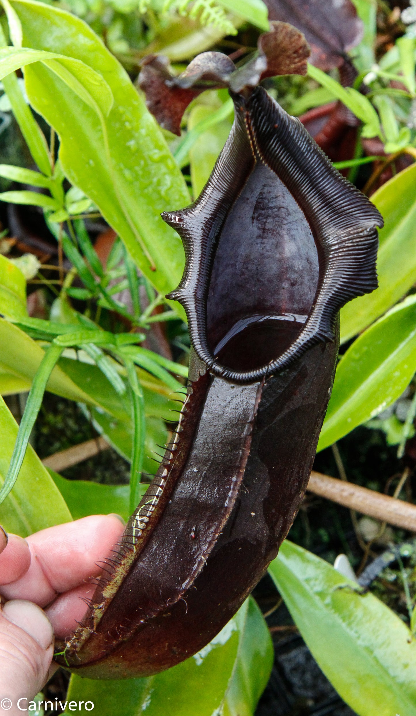Nepenthes naga Dark
