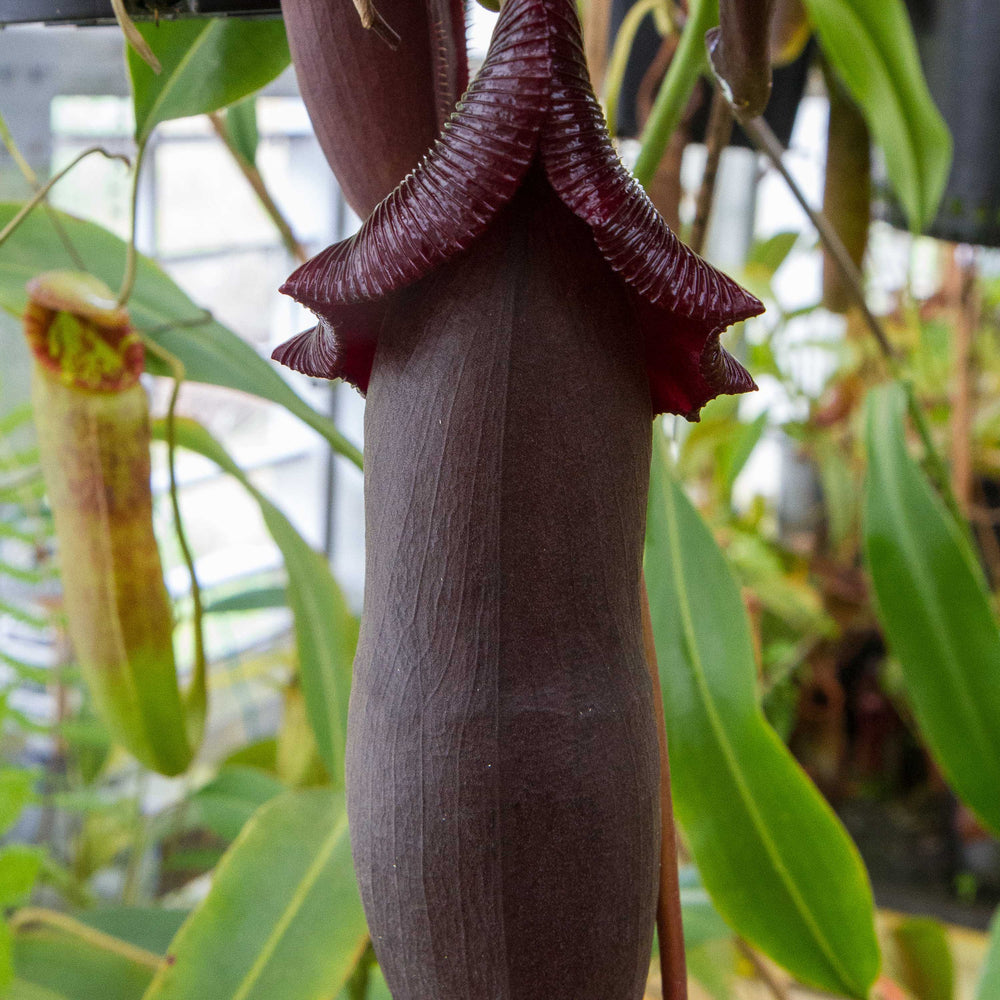 
                      
                        Nepenthes naga Dark
                      
                    