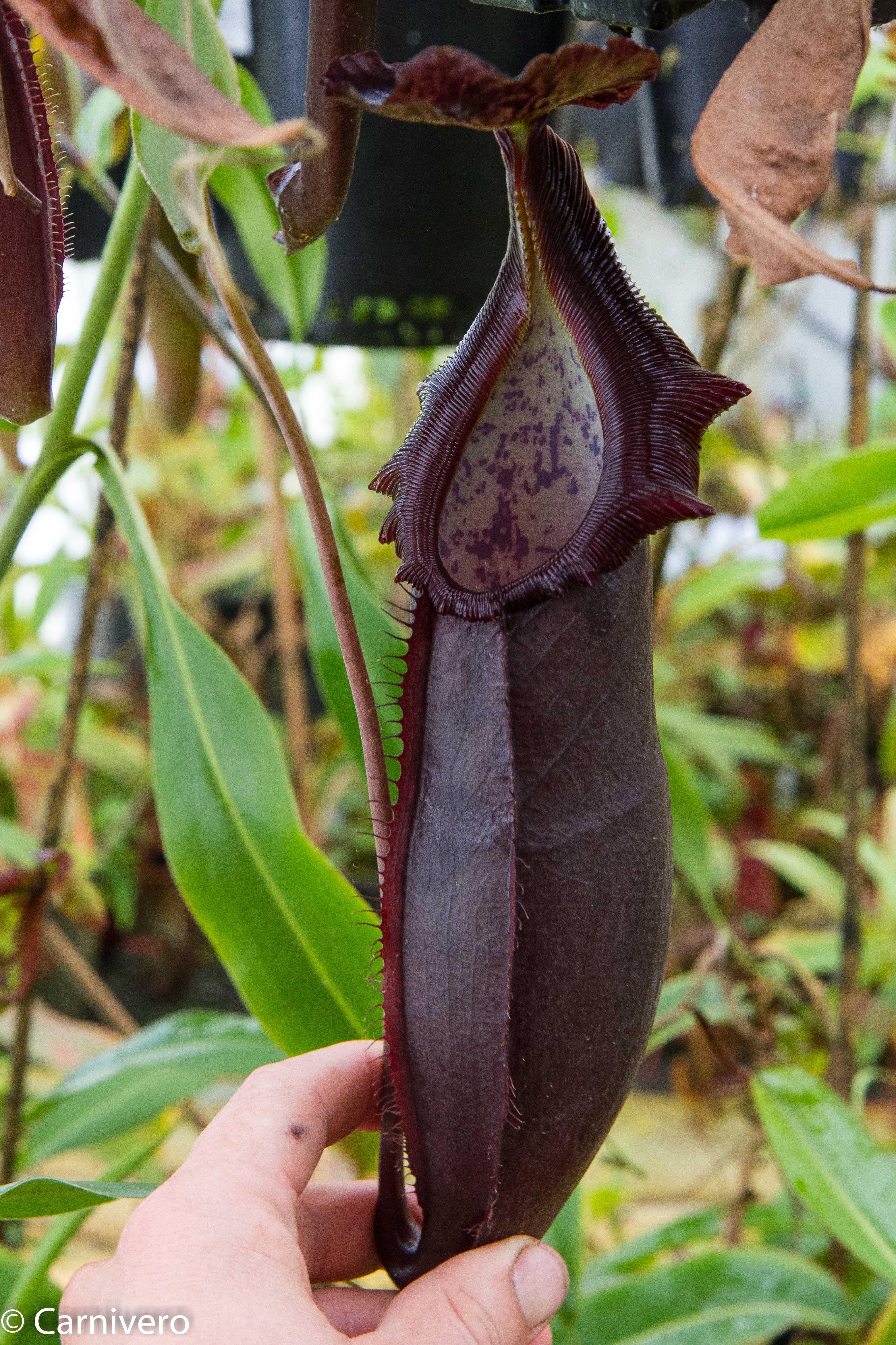 Nepenthes naga Dark – Carnivero