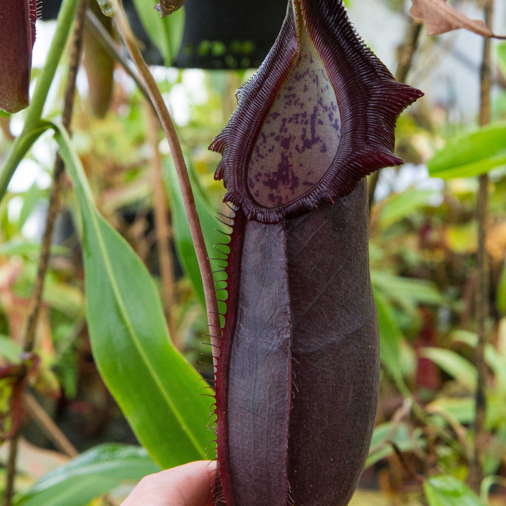 
                      
                        Nepenthes naga Dark
                      
                    