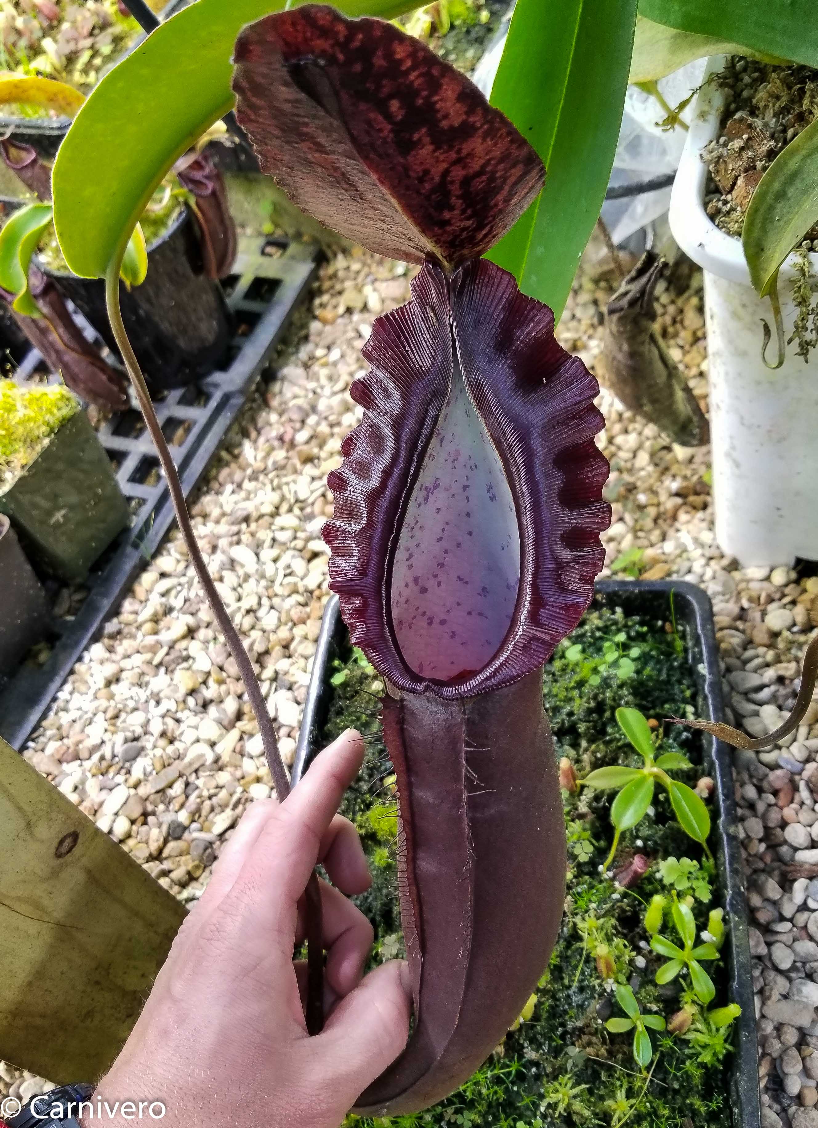 Nepenthes naga Dark – Carnivero