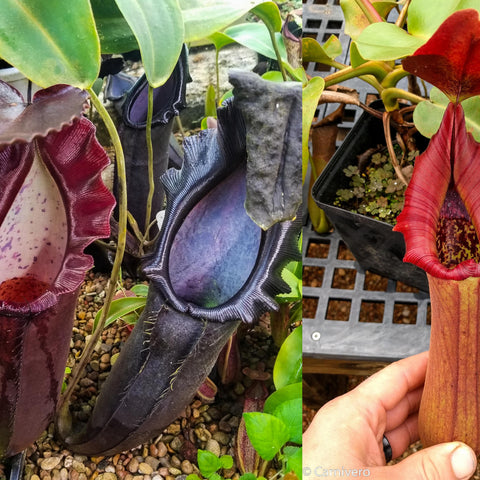Nepenthes naga x truncata Pasian Red plant with two pitchers a dark burgundy interior and a bright red upright pitcher