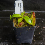 Nepenthes naga x truncata Pasian Red, CAR-0169