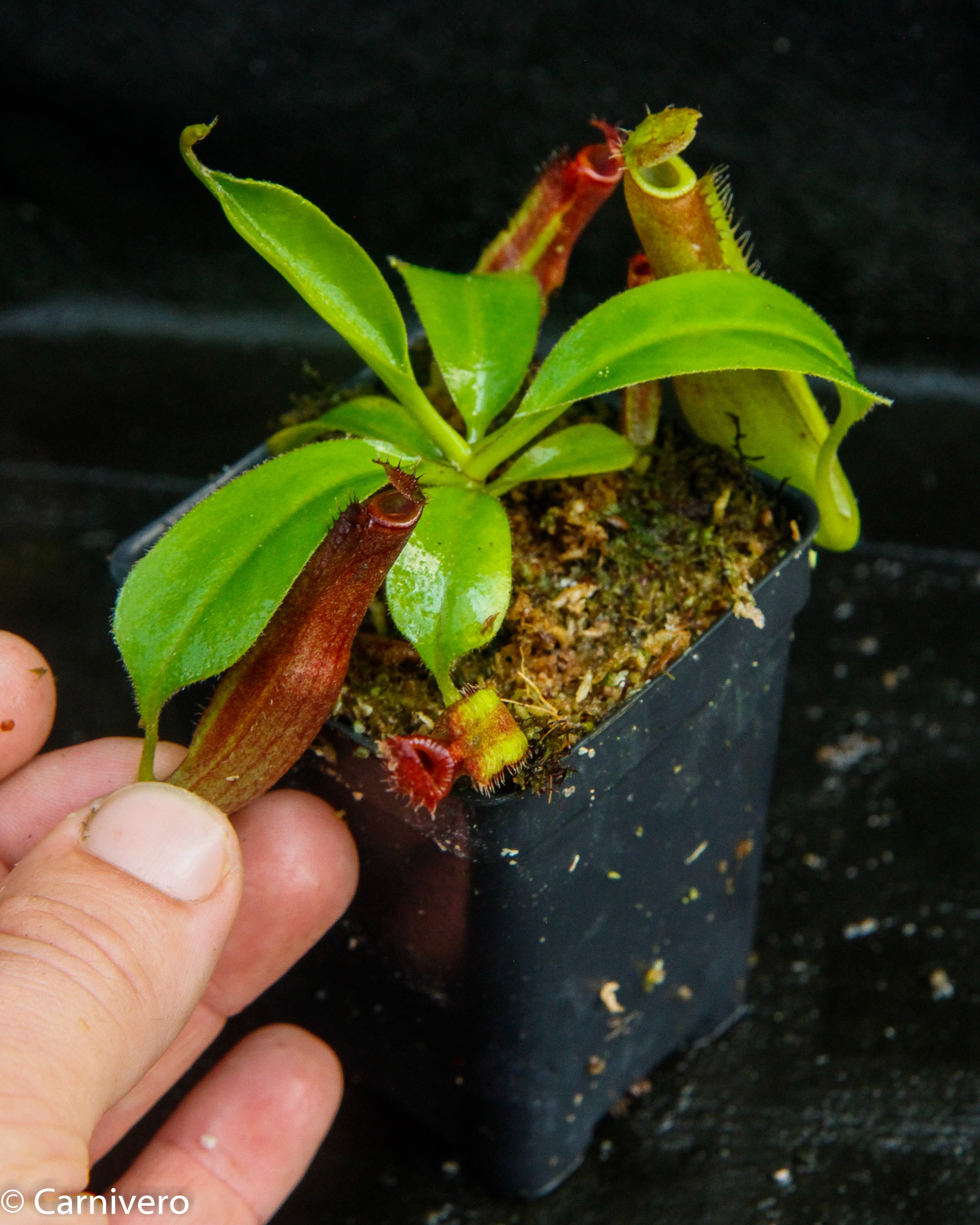 nagページです Nepenthes naga x truncata Pasian Red, CAR-0169 – Carnivero