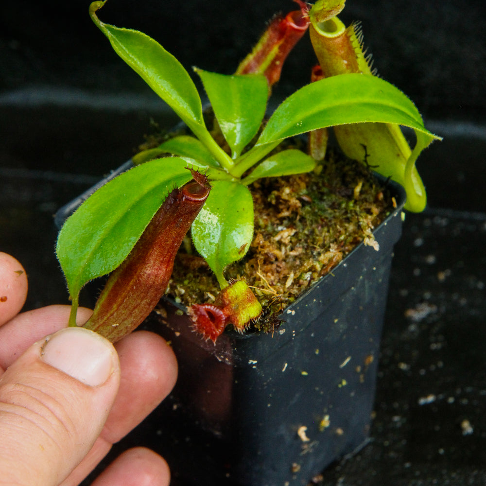 
                      
                        Nepenthes naga x truncata Pasian Red, CAR-0169
                      
                    