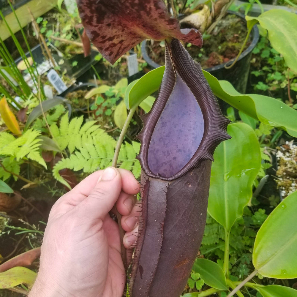 
                      
                        Nepenthes naga Dark
                      
                    