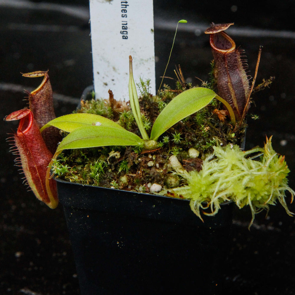 
                      
                        Nepenthes naga Dark
                      
                    